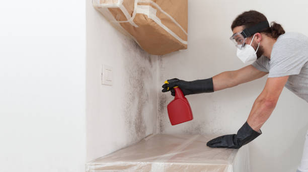 Professional Mold Removal technician working in Clifton, TN