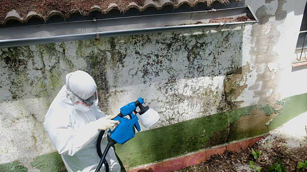 Top rated local Mold Removal specialists in Clifton, TN